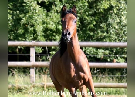 Arabe égyptien, Jument, 2 Ans, 154 cm, Bai