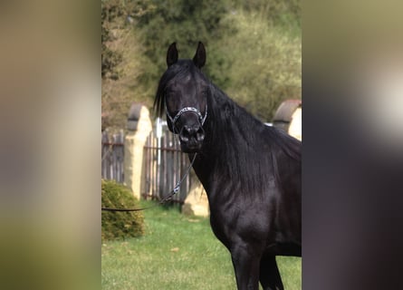 Arabe égyptien, Jument, 7 Ans, 150 cm, Noir