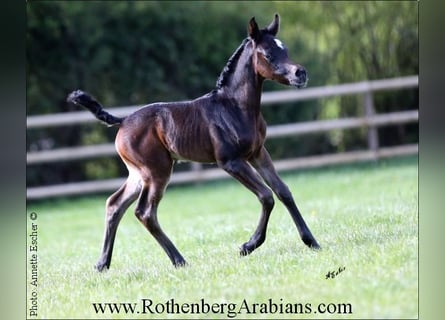 Arabe égyptien, Jument, Poulain (04/2024), 154 cm, Bai brun foncé