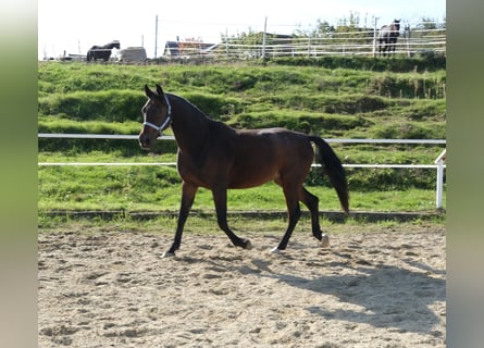 Árabe Shagya, Caballo castrado, 13 años, 160 cm