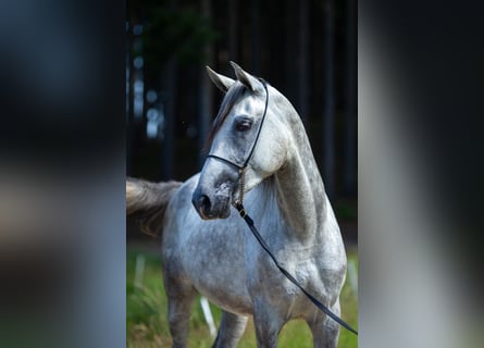 Árabe Shagya, Caballo castrado, 3 años, 160 cm, Tordo