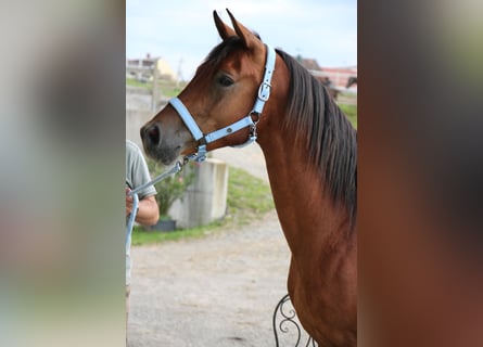 Árabe Shagya, Caballo castrado, 5 años, 151 cm, Castaño