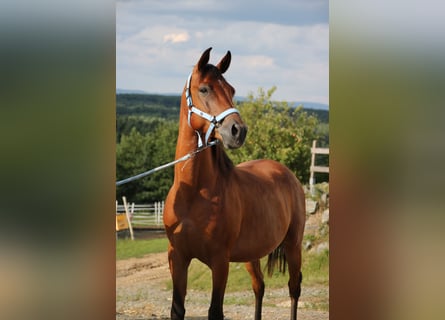 Árabe Shagya, Caballo castrado, 5 años, 154 cm, Castaño