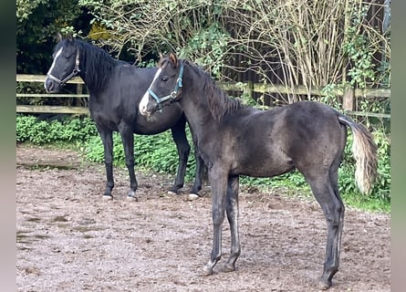 Árabe Shagya, Semental, 1 año, 152 cm, Negro