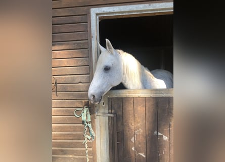 Araber-Berber, Wallach, 15 Jahre, 150 cm, Apfelschimmel