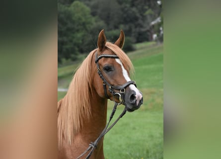 Araber-Berber, Wallach, 4 Jahre, 150 cm, Fuchs