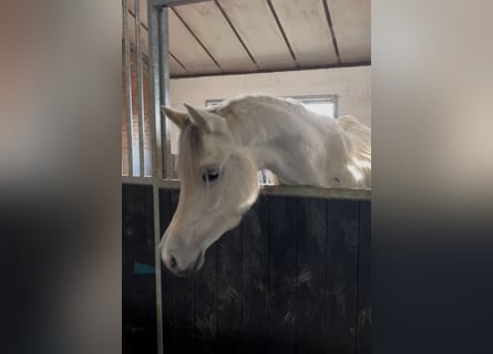 Arabian Berber, Mare, 5 years, 15 hh, Grey