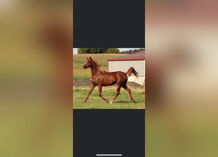 Arabian horses, Gelding, 10 years, 15,1 hh, Chestnut-Red