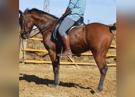 Arabian horses, Gelding, 11 years, 15.1 hh, Brown