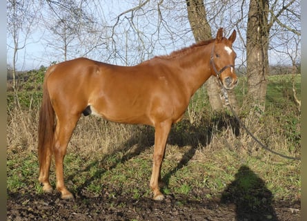 Arabian horses, Gelding, 12 years, 15,2 hh, Chestnut-Red