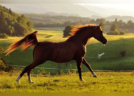 Arabian horses, Gelding, 14 years, 15 hh, Chestnut-Red