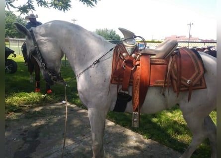 Arabian horses, Gelding, 15 years, 14,1 hh, White