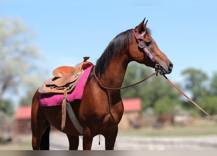 Arabian horses, Gelding, 15 years, 15 hh, Bay