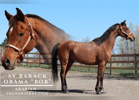 Arabian horses, Gelding, 17 years, 15 hh, Bay