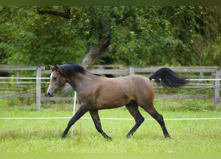 Vollblutaraber, Wallach, 1 Jahr, 15 hh, Schimmel