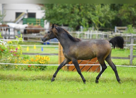 Arabian horses, Gelding, 1 year, 15 hh, Gray