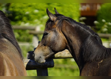 Vollblutaraber, Wallach, 1 Jahr, 15 hh, Schimmel