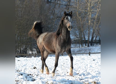 Arabian horses, Gelding, 2 years, 14.1 hh, Gray