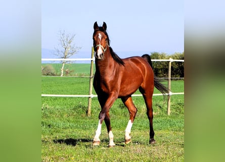 Arabian horses, Gelding, 2 years, 14.2 hh, Brown