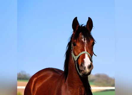 Arabian horses, Gelding, 2 years, 14.2 hh, Brown