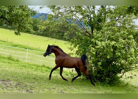 Arabian horses, Gelding, 2 years, 14,2 hh, Brown