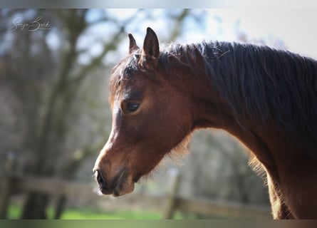 Arabian horses, Gelding, 2 years, 14.3 hh, Brown