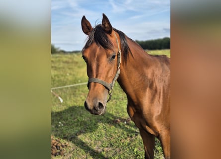 Vollblutaraber, Wallach, 2 Jahre, 14,3 hh, Hellbrauner