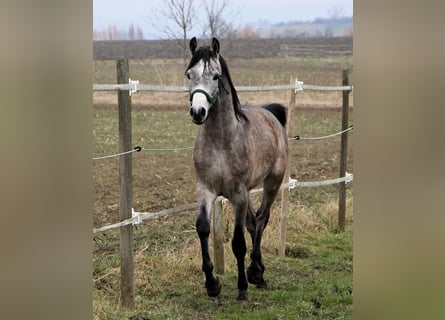 Arabian horses, Gelding, 2 years, 14,3 hh, Gray-Dapple