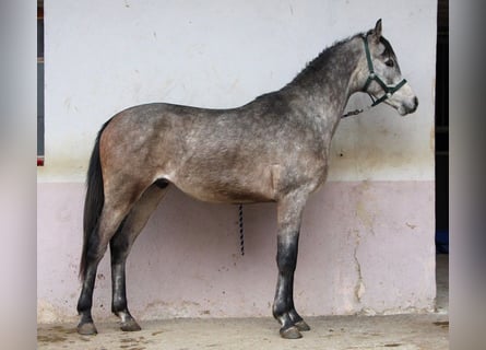 Arabian horses, Gelding, 2 years, 14,3 hh, Gray-Dapple