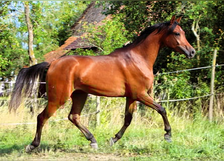 Arabian horses, Gelding, 2 years, 14,2 hh, Bay-Dark