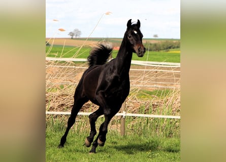 Arabian horses, Gelding, 2 years, 15.1 hh, Bay-Dark