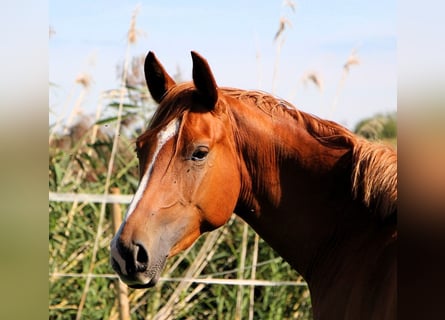 Arabian horses, Gelding, 2 years, 15.1 hh, Chestnut-Red
