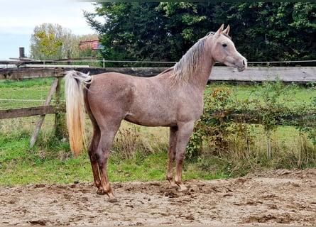 Vollblutaraber, Wallach, 2 Jahre, 15,1 hh, Fliegenschimmel