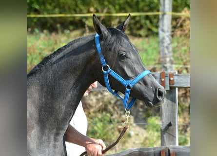 Arabian horses, Gelding, 2 years, 15,1 hh, Gray