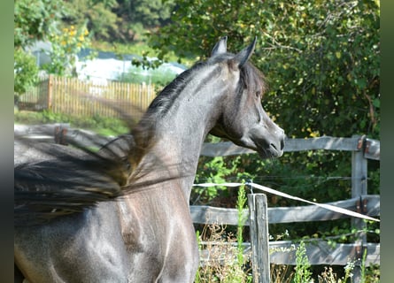 Vollblutaraber, Wallach, 2 Jahre, 15,1 hh, Schimmel