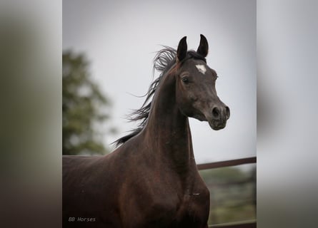 Vollblutaraber, Wallach, 2 Jahre, 15 hh, Rappe