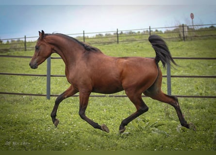 Vollblutaraber, Wallach, 2 Jahre, 15 hh, Brauner