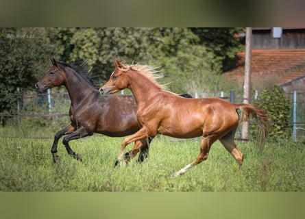 Arabian horses, Gelding, 2 years, 15 hh, Chestnut-Red