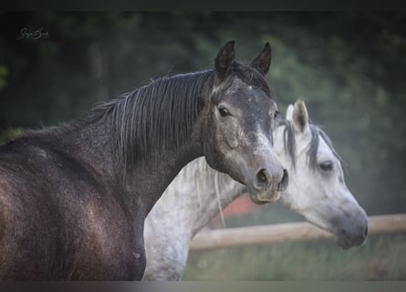 Arabian horses, Gelding, 2 years, 15 hh, Gray-Dark-Tan