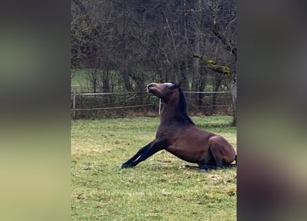 Arabian horses, Gelding, 2 years, 15 hh, Gray