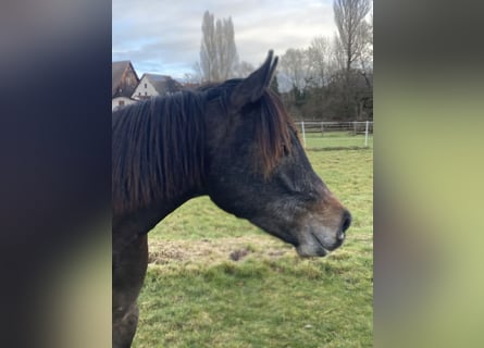 Arabian horses, Gelding, 2 years, 15 hh, Gray