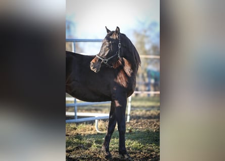 Arabian horses, Gelding, 2 years, 15 hh, Smoky-Black