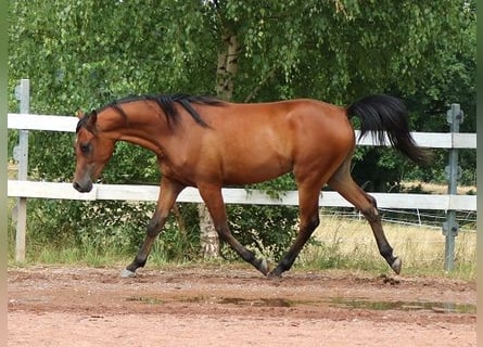 Arabian horses, Gelding, 2 years, 15,1 hh, Brown
