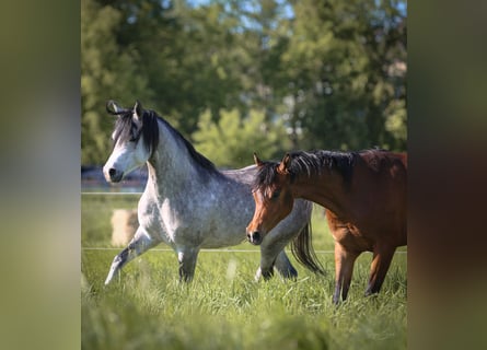 Arabian horses, Gelding, 2 years, 15,1 hh, Brown