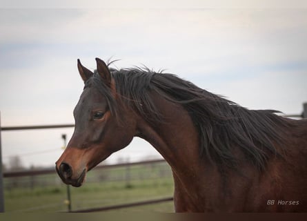 Arabian horses, Gelding, 2 years, 15,2 hh, Brown