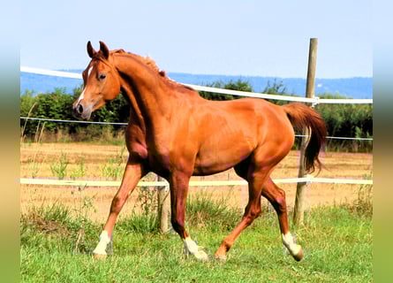 Arabian horses, Gelding, 2 years, 15,2 hh, Chestnut-Red
