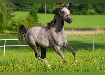 Arabian horses, Gelding, 2 years, 15,2 hh, Grey