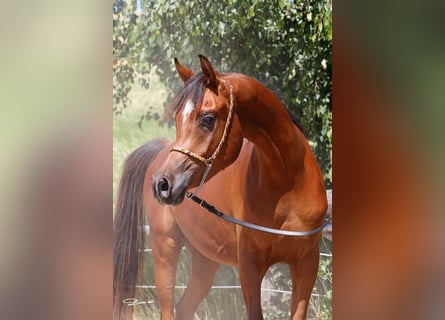 Arabian horses, Gelding, 2 years, Brown