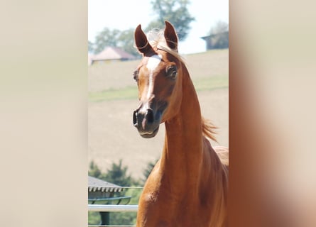 Arabian horses, Gelding, 2 years, Chestnut-Red