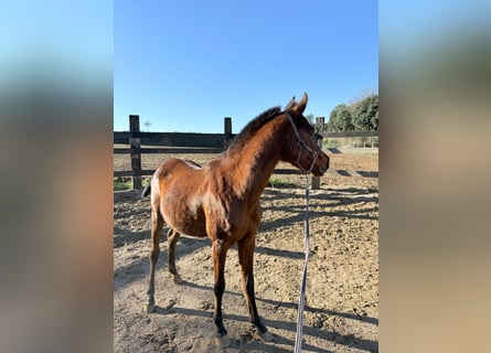 Arabian horses, Gelding, 3 years, 13.1 hh, Brown